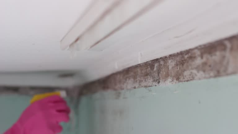 Mold Odor Removal Services in Midland, NC